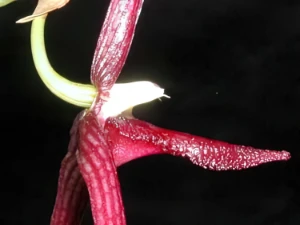 Bild von Bulbophyllum serra 2